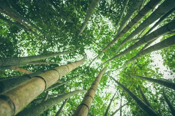 Konservasi Tanah dengan Bambu